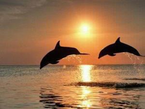 Dolphin, sunjump