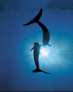 Dolphin Sunlight Touch